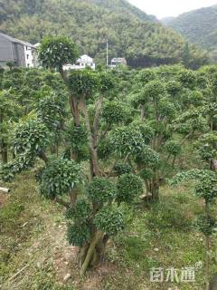 造型大叶女贞