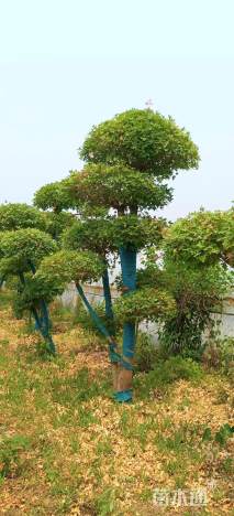 10公分造型五角枫