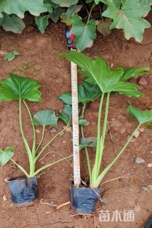 高度30厘米春羽