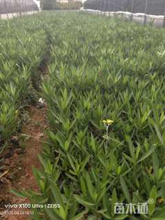 高度20厘米夹竹桃