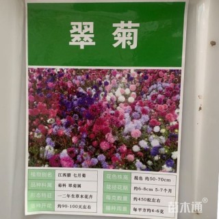 翠菊