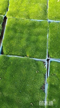 高度3厘米漆姑草