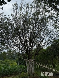 高度1000厘米丛生五角枫