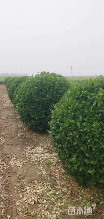 冠幅1800厘米卫矛球