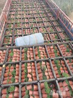 高度5厘米欧石竹