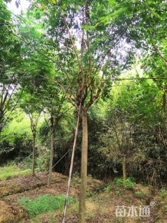 13公分黄山栾树