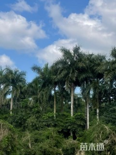 裸干高400厘米大王椰子