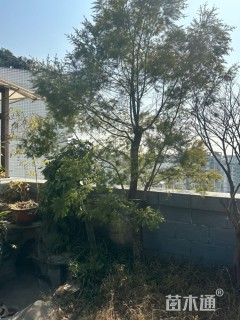 高度200厘米白皮松