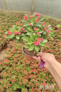 高度20厘米虎刺梅