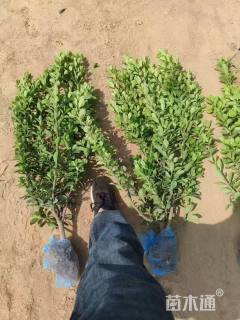 高度60厘米冬青小苗