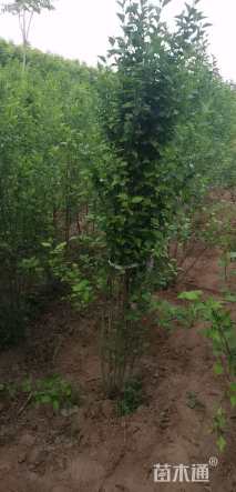 高度190厘米丛生木槿