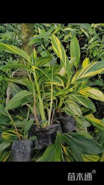 高度20厘米花叶良姜