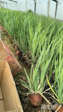 高度40厘米鸢尾