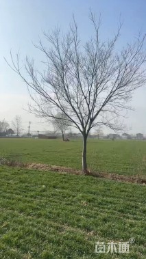 22公分朴树