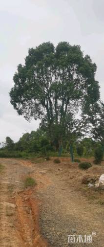 38公分(4杆)丛生香樟