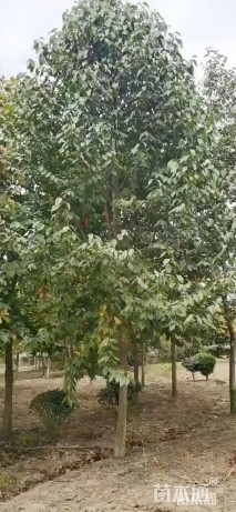 12公分二乔玉兰