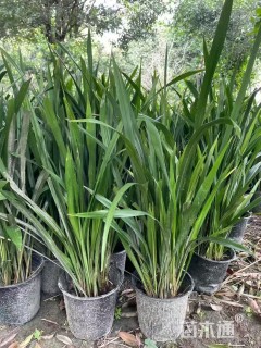 高度30厘米富贵草