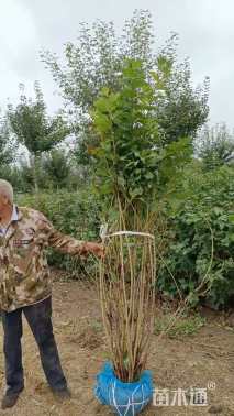 高度200厘米天目琼花