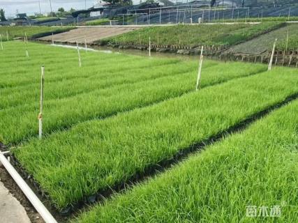 高度20厘米紫穗狼尾草