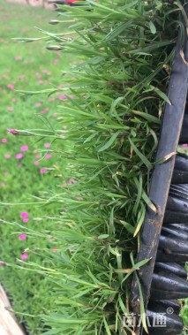 高度10厘米欧石竹