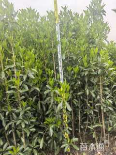 高度200厘米法国冬青