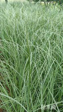 高度80厘米矮蒲苇