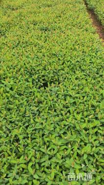 高度30厘米金丝桃