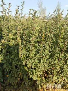 高度50厘米火棘