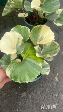 高度20厘米大吴风草