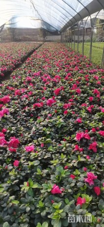 高度20厘米杜鹃