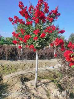 4公分红火箭紫薇