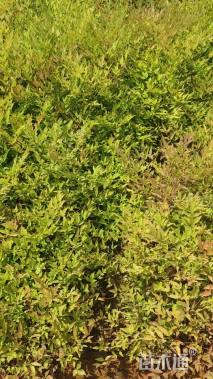 高度30厘米南天竹