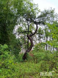 高度7000厘米黑松