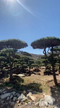 27公分造型油松