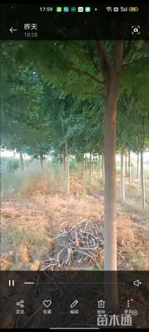 15公分美国红枫