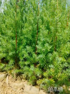 高度90厘米柳杉小苗