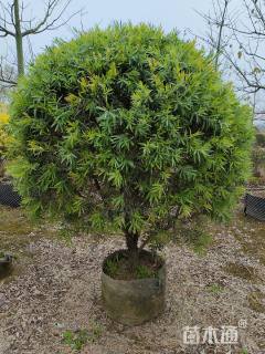 高度200厘米多花红千层