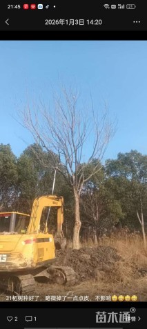 高度900厘米柘树