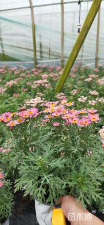 高度25厘米玛格丽特花