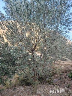 60公分橄榄树