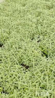 高度20厘米墨西哥鼠尾草