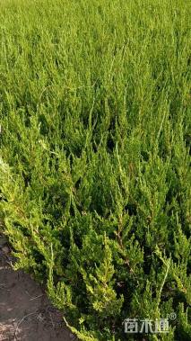 高度50厘米圆柏