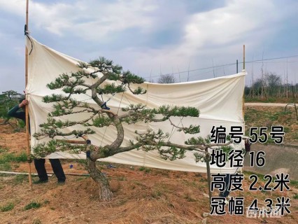 高度100厘米黑松