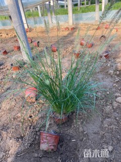 高度38厘米小兔子狼尾草