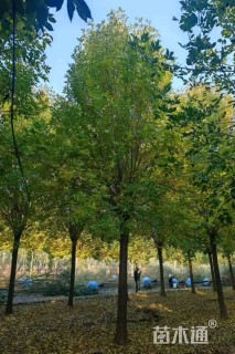 17公分速生白蜡