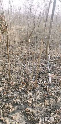 0.8公分海州常山