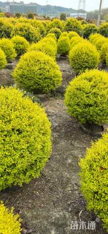 冠幅120厘米亮晶女贞球