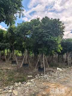 22公分桃花心木