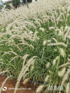 高度50厘米大布尼狼尾草