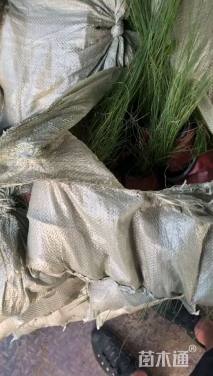 高度40厘米粉黛乱子草